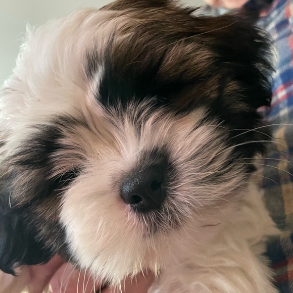 Hatchimom Live -host appreciation 11:20 am central - Picture 16 of 16